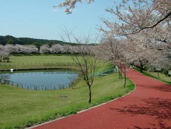 73.4:640:480:350:263:百花台公園:right:1:1:公園内の桜並木: